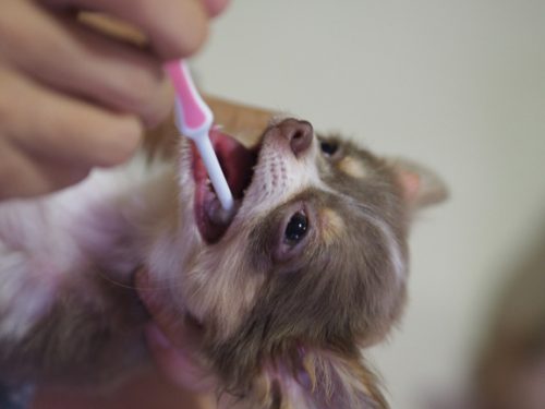 歯磨きしてる犬