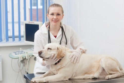 犬と獣医